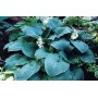 Hosta True Blue