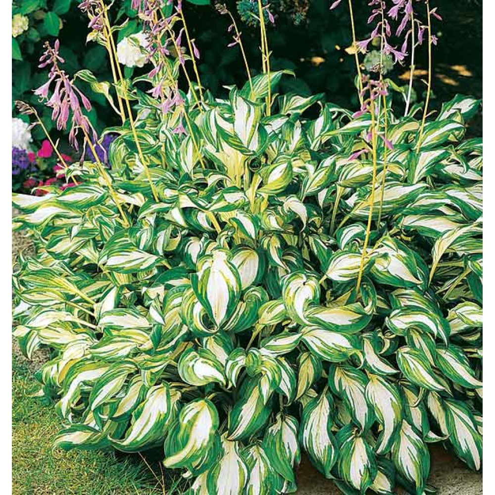 Hosta undulata Mediovariegata