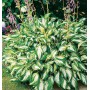Hosta undulata Mediovariegata