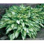 Hosta undulata Mediovariegata