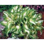 Hosta undulata Mediovariegata