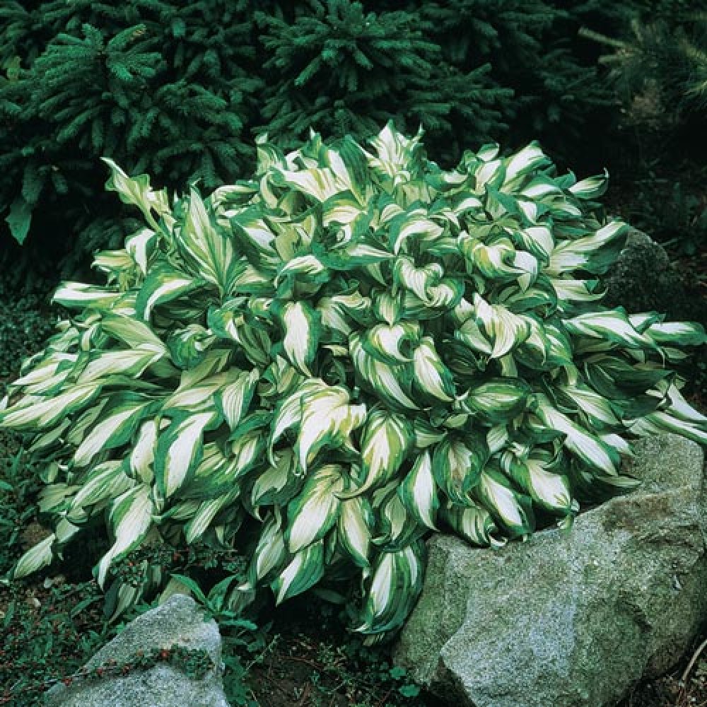 Hosta undulata Mediovariegata