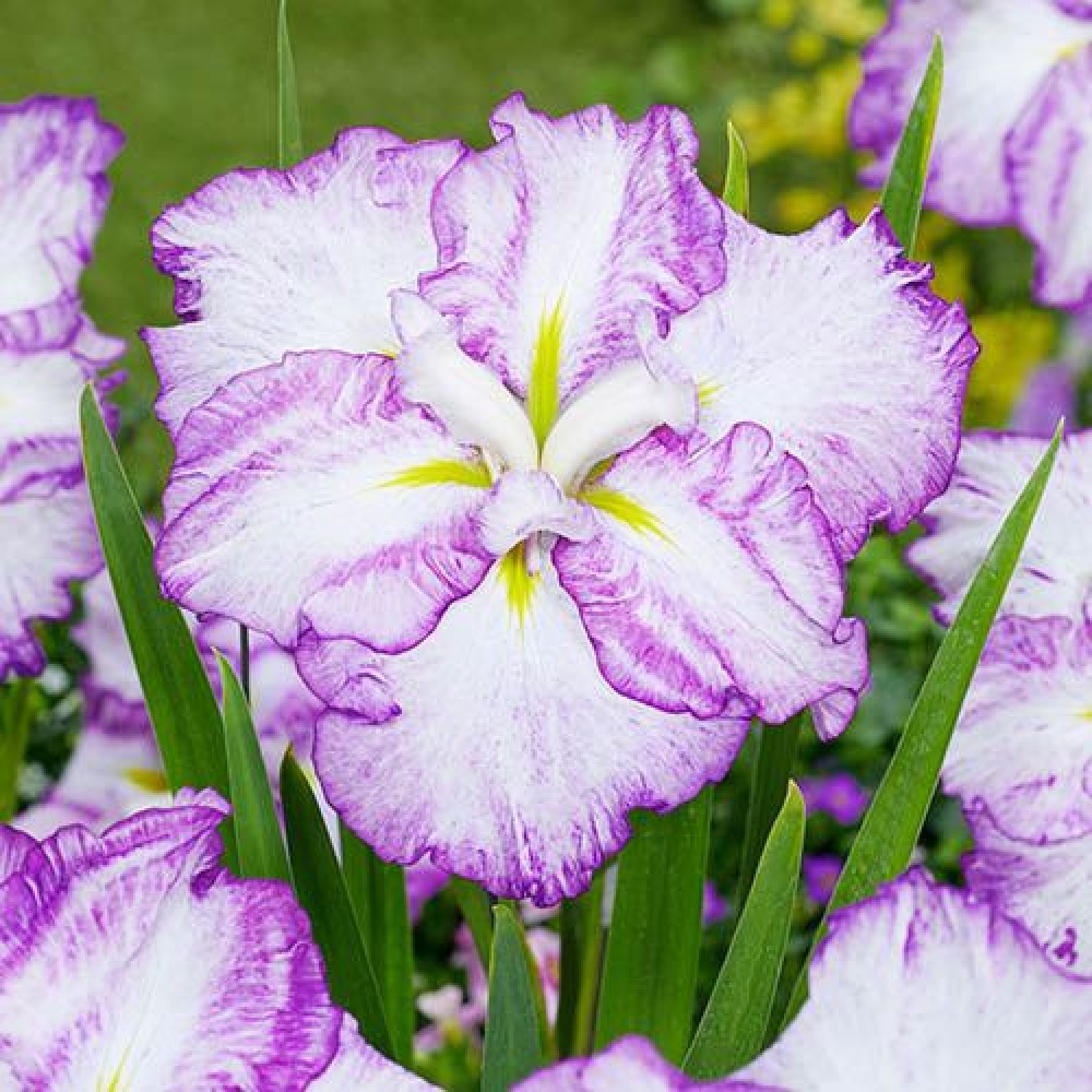 Iris Ensata Dinner Plate™ Tiramisu