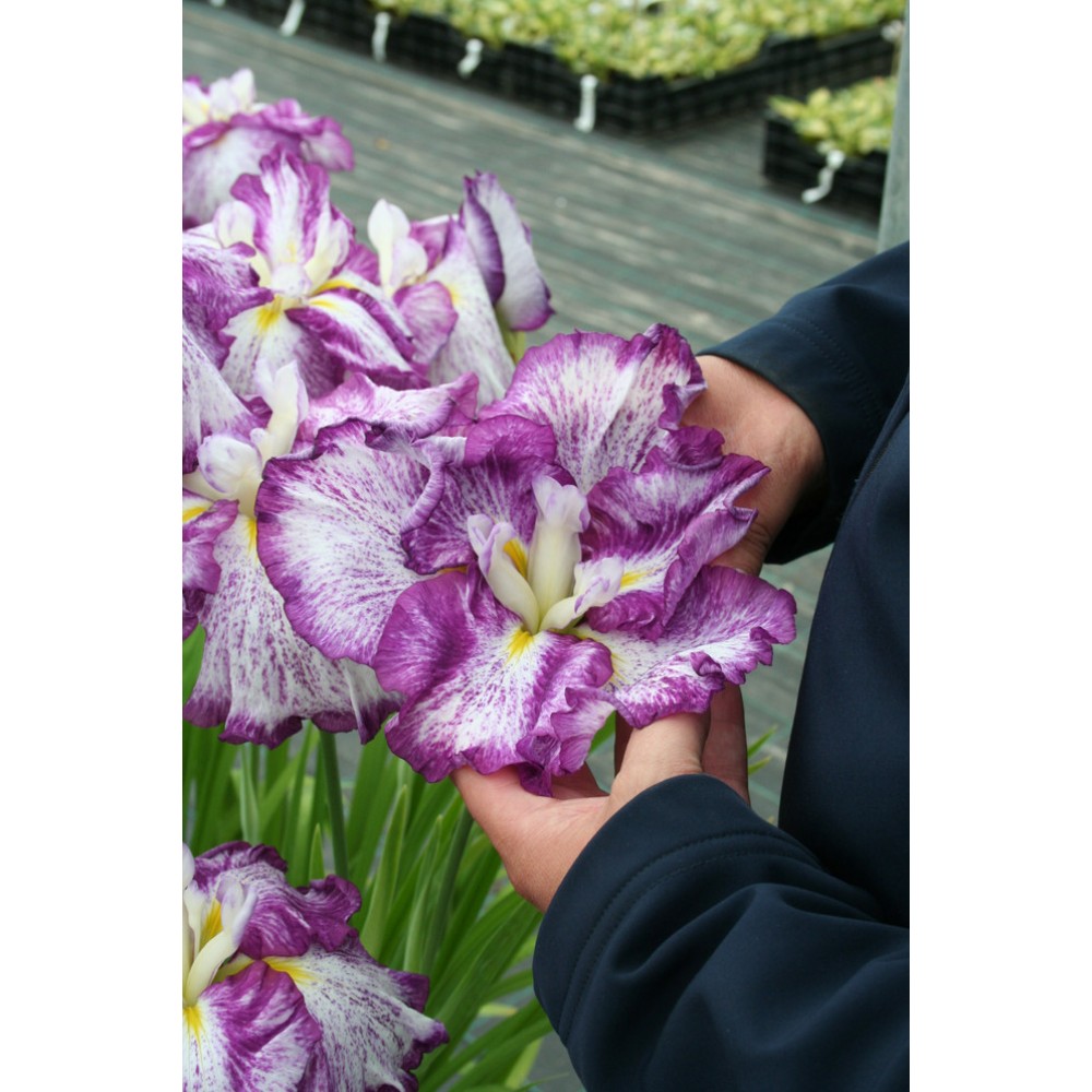 Iris Ensata Dinner Plate™ Tiramisu