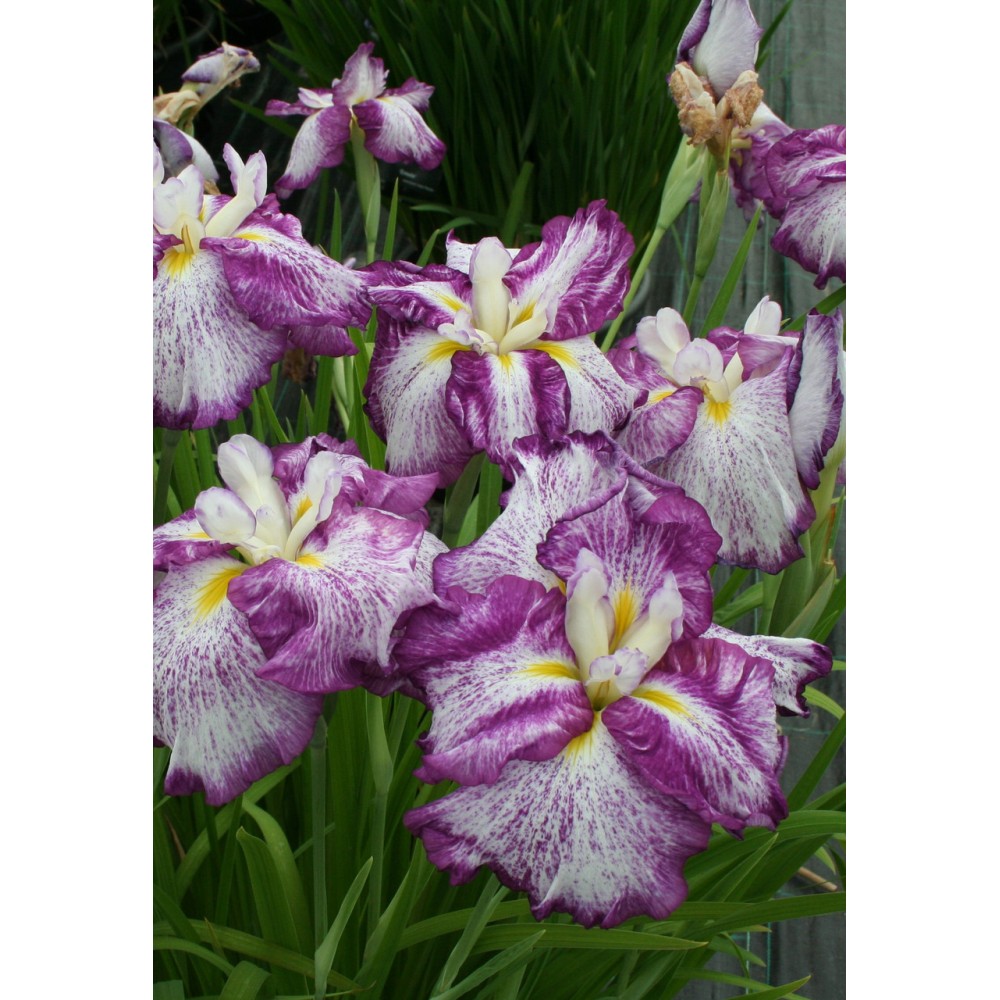 Iris Ensata Dinner Plate™ Tiramisu