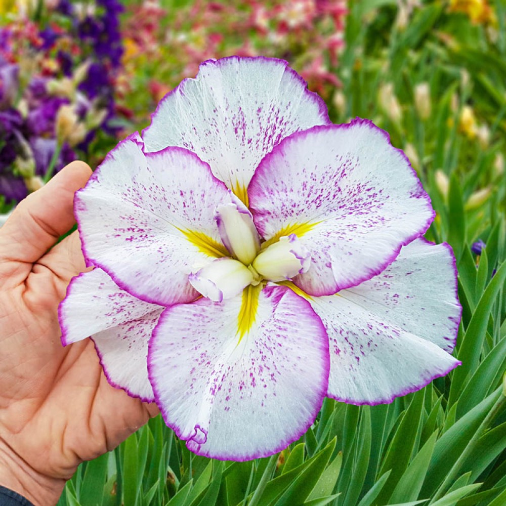Iris Ensata Dinner Plate™ Tiramisu