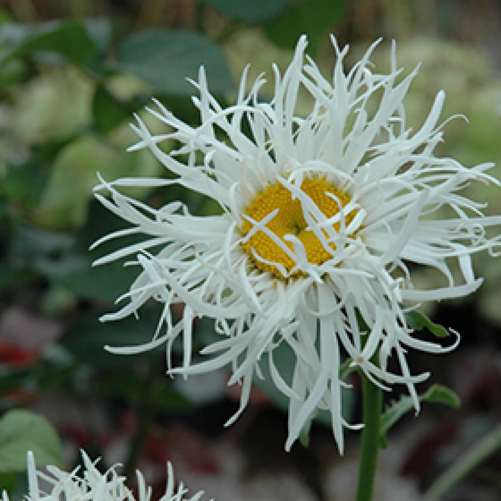 Leucanthemum Old Court Variety