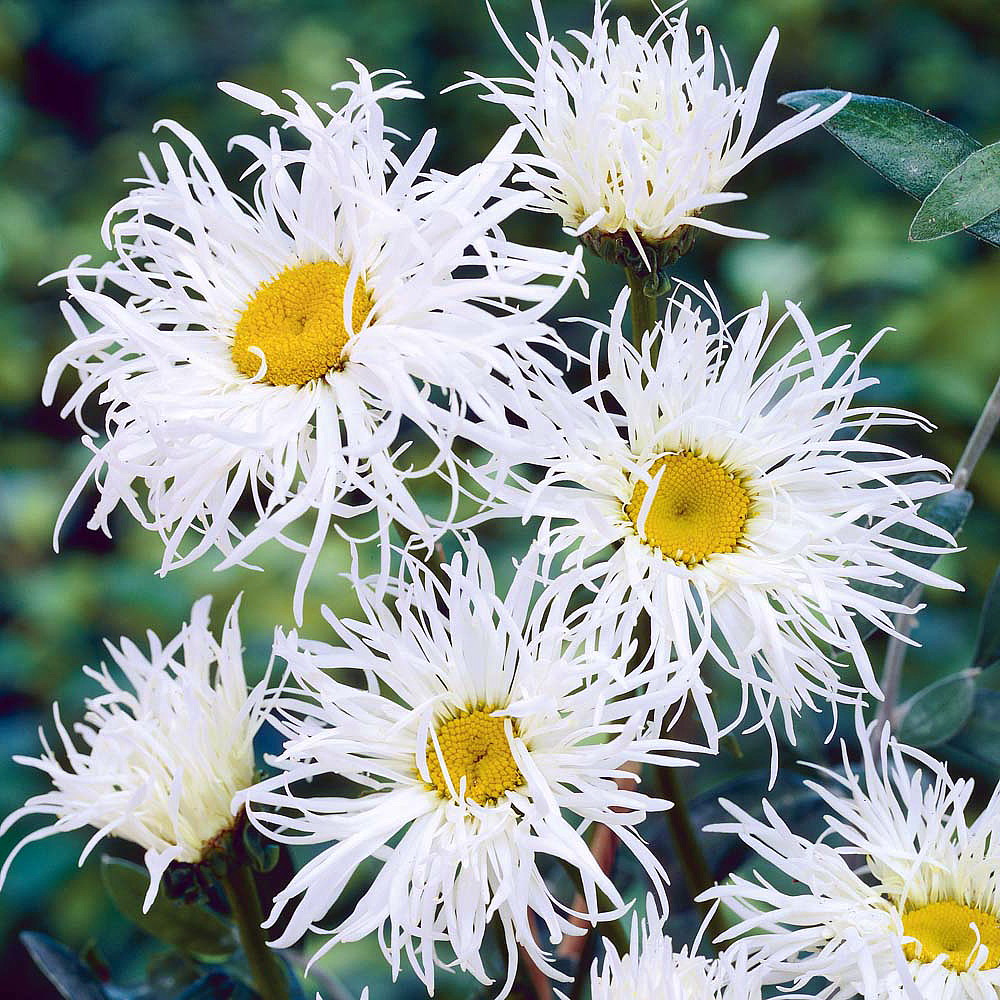 Leucanthemum Old Court Variety