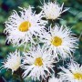 Leucanthemum Old Court Variety