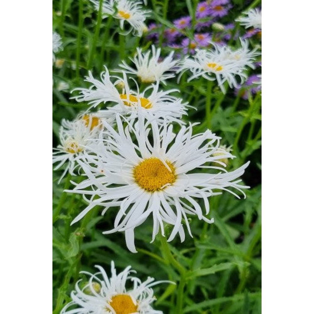 Leucanthemum Old Court Variety