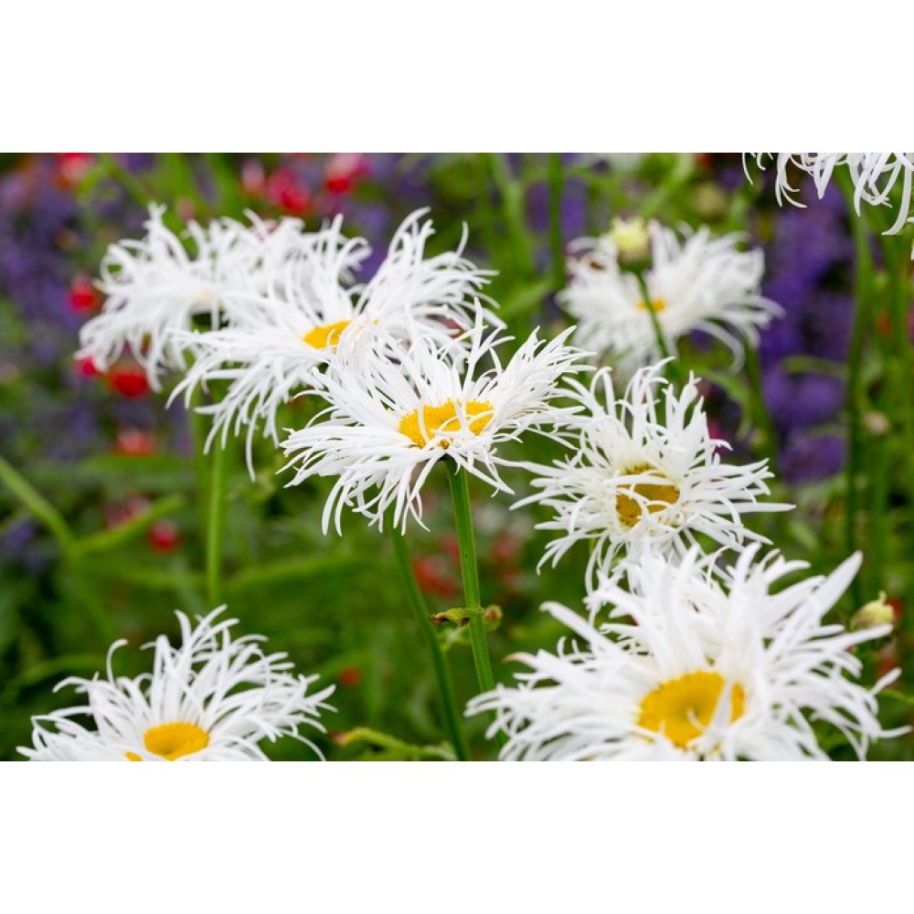 Leucanthemum Old Court Variety