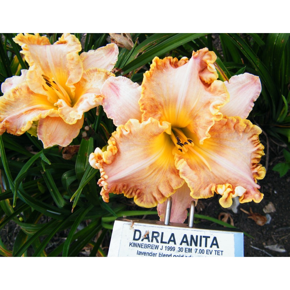 Hemerocallis Darla Anita