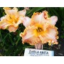 Hemerocallis Darla Anita