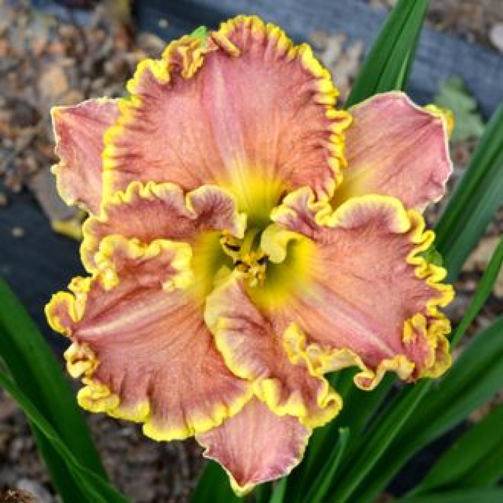 Hemerocallis Darla Anita