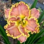 Hemerocallis Darla Anita