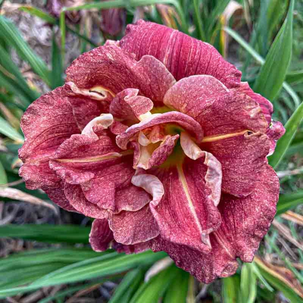 Hemerocallis Happy Hooligan