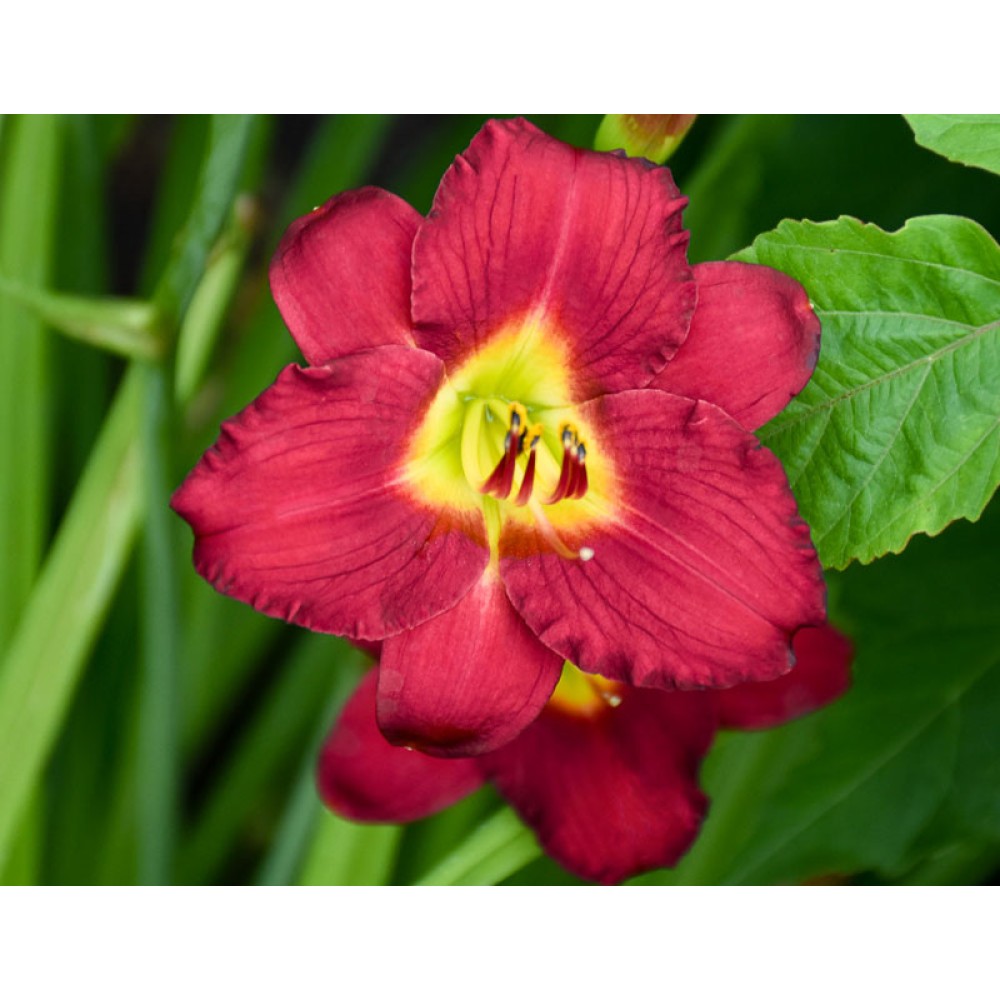 Hemerocallis Pardon Me