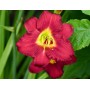 Hemerocallis Pardon Me