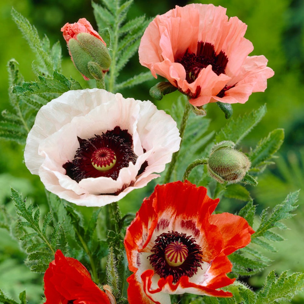 Papaver orientalis mixed