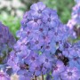 Phlox paniculata Blue