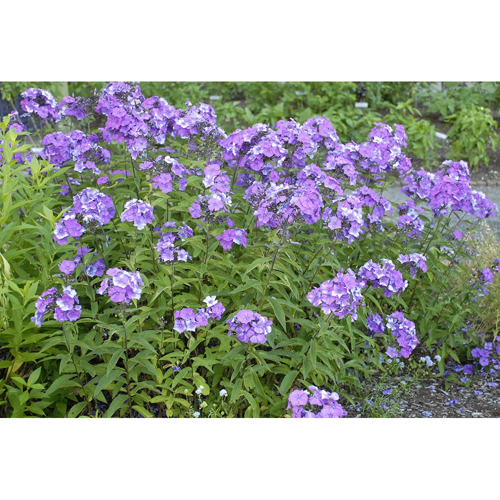 Phlox paniculata Blue