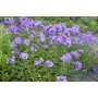 Phlox paniculata Blue