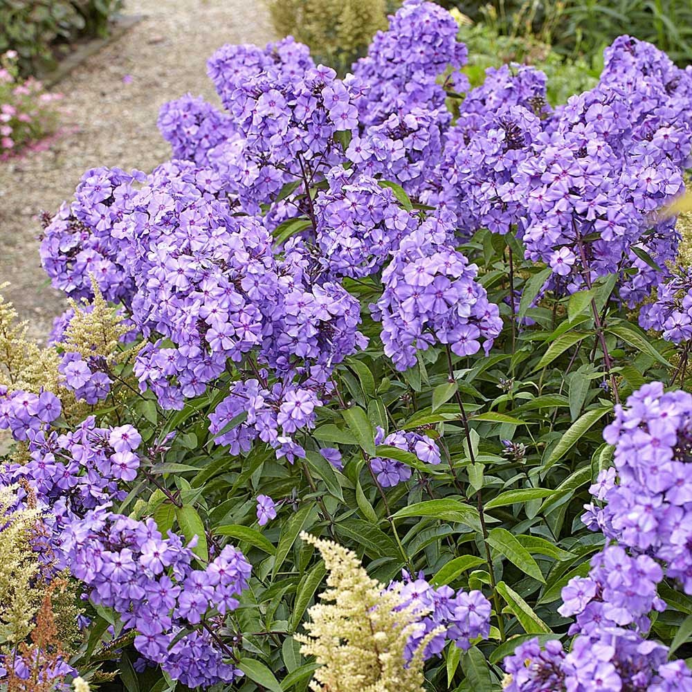 Phlox paniculata Blue