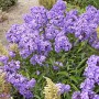 Phlox paniculata Blue