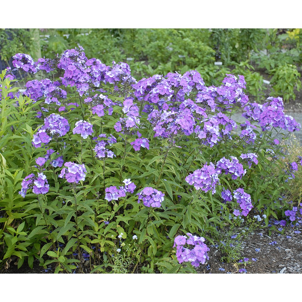 Phlox paniculata Blue