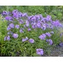 Phlox paniculata Blue