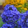 Phlox paniculata Blue