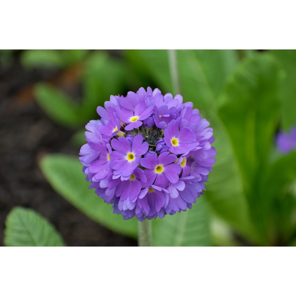 Primula Denticulata Purple