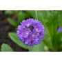 Primula Denticulata Purple
