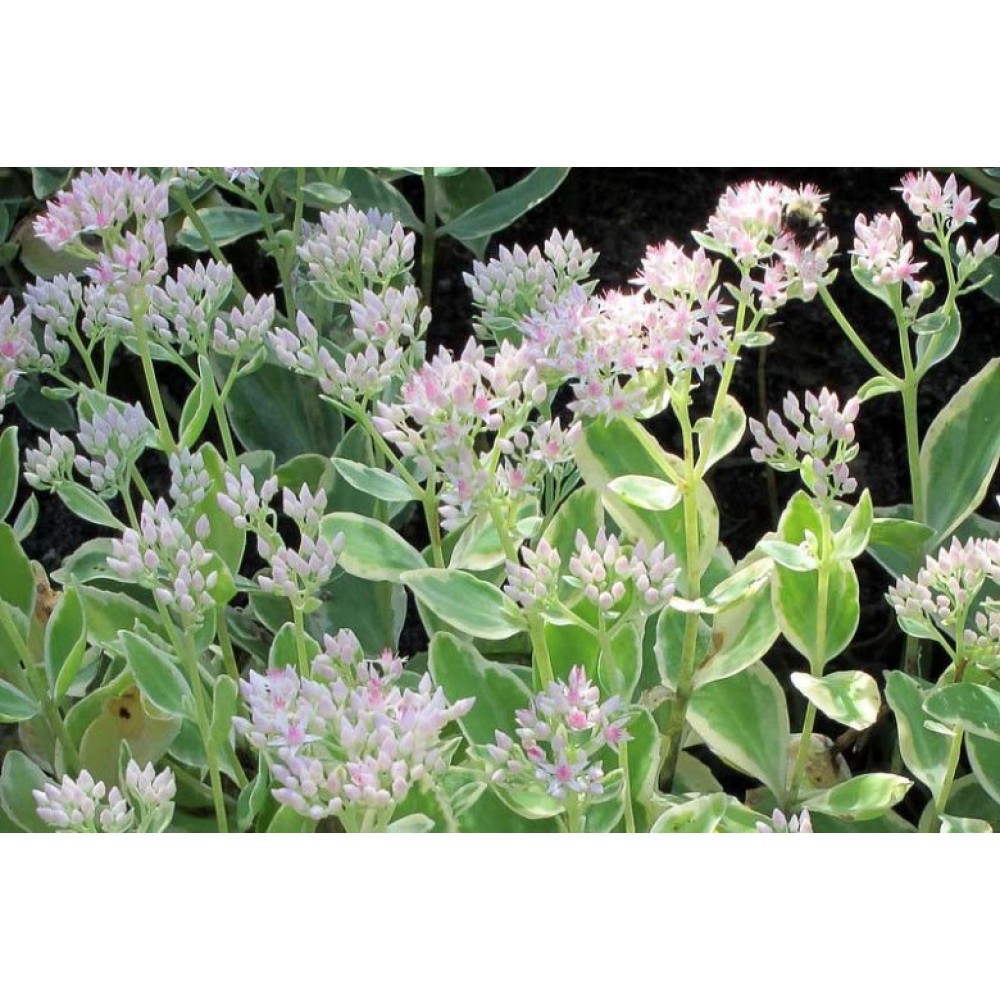 Sedum Frosty Morn