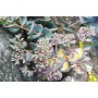 Sedum Mediovariegatum