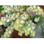 Sedum Mediovariegatum