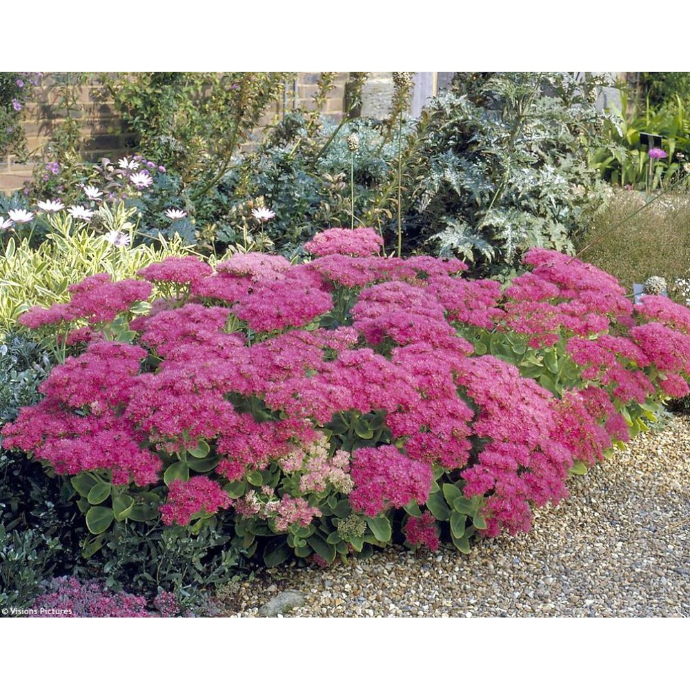 Sedum Spectabile Carmen