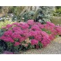 Sedum Spectabile Carmen