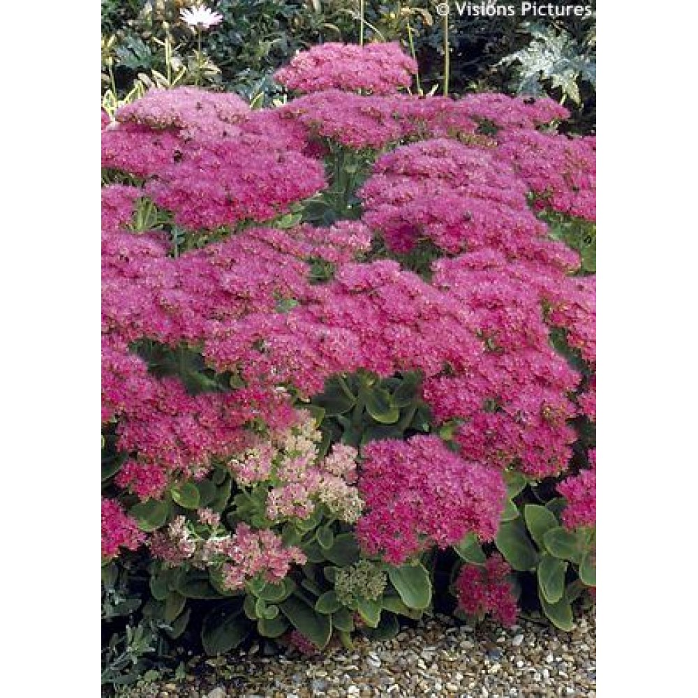 Sedum Spectabile Carmen