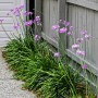 Tulibaghia Violacea 