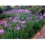 Tulibaghia Violacea 