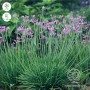 Tulibaghia Violacea 