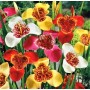 Tigridia pavonia mixed