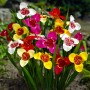 Tigridia pavonia mixed