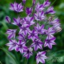 Triteleia Rudy