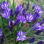 Triteleia Rudy