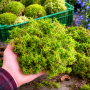 Substrat Muschi Sphagnum 2 litru