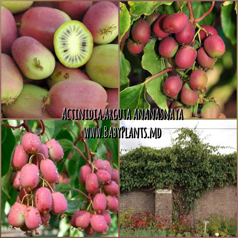 Actinidia arguta Ananasnaya
