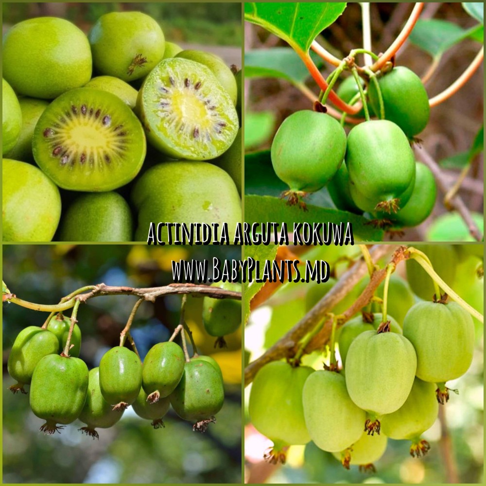 Actinidia arguta Kokuwa