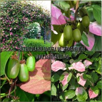 Actinidia kolomikta Dr Szymanowski